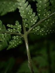 Parapolystichum microsorum. Stipe and rachis abundantly covered in white hairs.
 Image: L.R. Perrie © Leon Perrie CC BY-NC 3.0 NZ